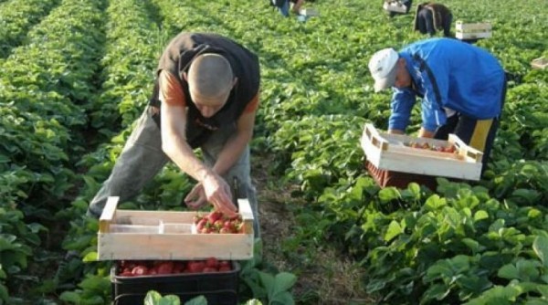 Омские студенты готовят сельхозотряды для плантаций