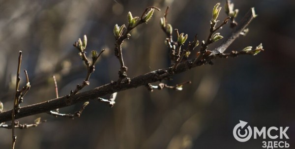 Тёплые выходные в Омске перетекут в жаркие будни