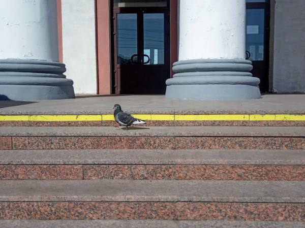 Омск на всеобщей самоизоляции: весна vs коронавирус 