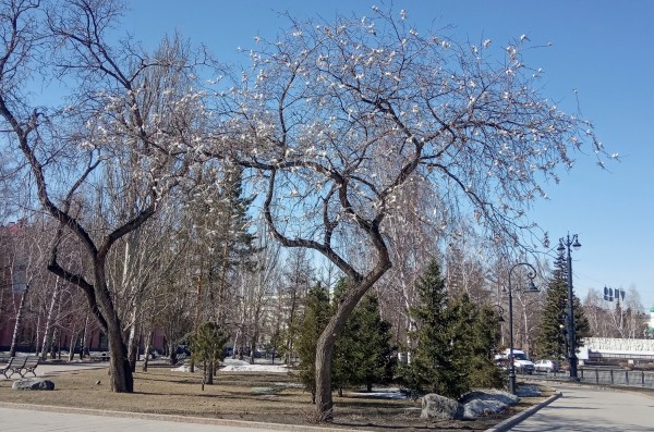 Омск на всеобщей самоизоляции: весна vs коронавирус 