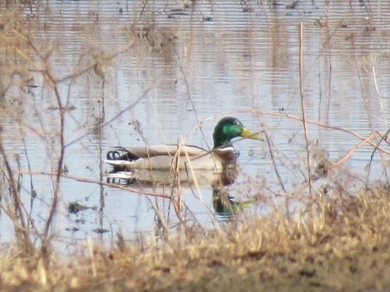 Весенней охоты в Омске не будет
