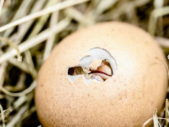 Предсказана новая пандемия хуже ядерной войны