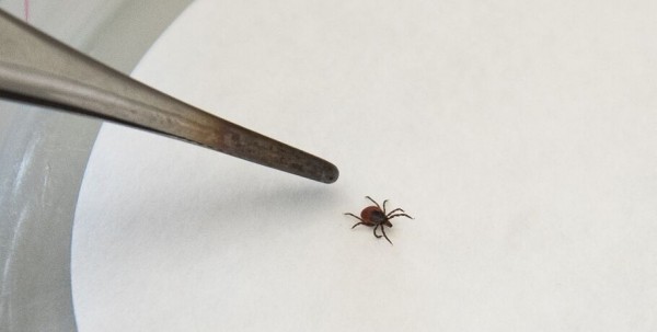 Клещи в Омске стали активнее обычного Клещи в Омске стали активнее обычного