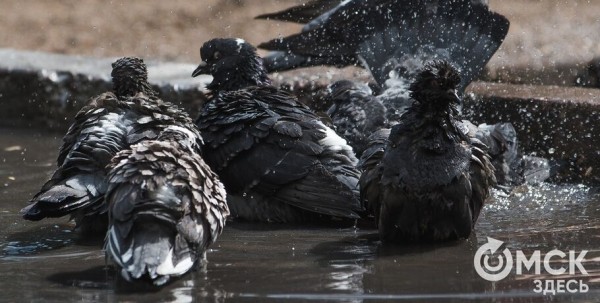 Краткую жару в Омске разгонят грозы с градом