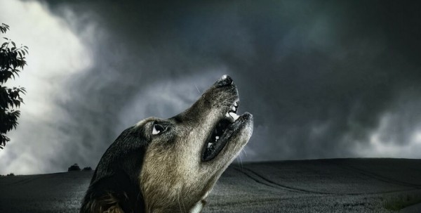 Случай с нападением на школьницу бродячих собак проверят следователи