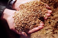 Погрузка зерна в Омском регионе ЗСЖД в апреле выросла более чем на треть