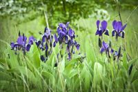 «Бессмертный полк» для жителей Омской области пройдет онлайн