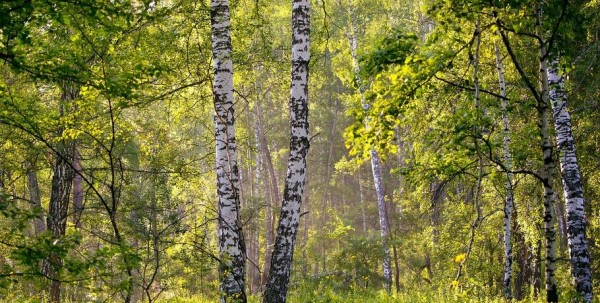 В Омске в Восточной роще оборудуют велодорожки, сцену и новые фонари