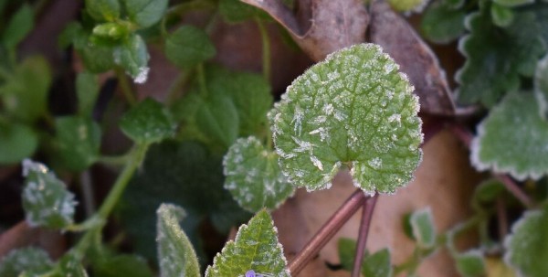 Заморозки до -2 градусов ожидаются в Омске Заморозки до -2 градусов ожидаются в Омске