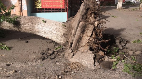 В мэрии Омска огласили число рухнувших во время шторма деревьев