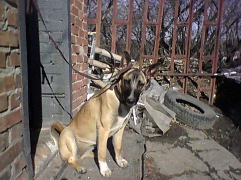 Произошло невероятно жестокое убийство щенка в Омске