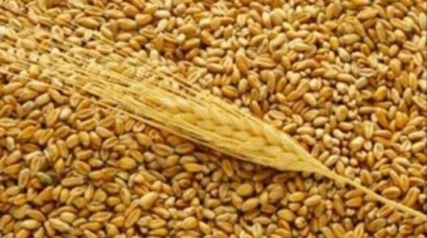 Для поставок омского зерна в Китай предложили запустить глубоководный терминал на Дальнем Востоке