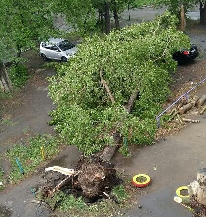 Шквалистый ветер в Омске повалил деревья и выбил окна
