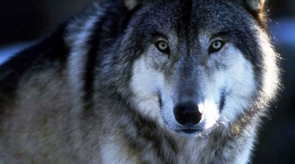 Один из участников Евровидения выступит без одежды, но с волком