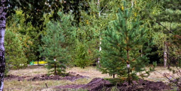 В омском сквере появится парковка для велосипедов В омском сквере появится парковка для велосипедов