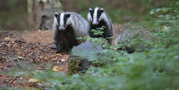 В Большереченском зоопарке родились барсучата и енотики