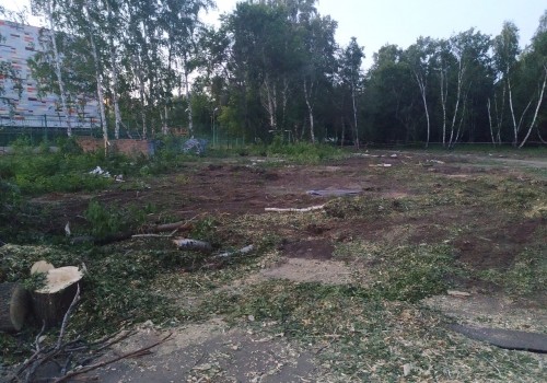 Камерцелевский &laquo;Кедр&raquo; продолжает вырубать лес в&nbsp;парке 30 лет ВЛСКМ