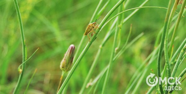 Июль в Омской области начнётся с дождей и потепления
