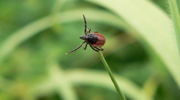 Число зараженных клещевым энцефалитом омичей выросло в 2 раза