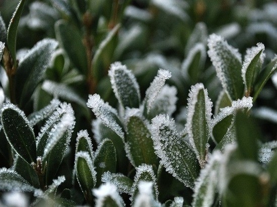 В Омской области ожидаются заморозки