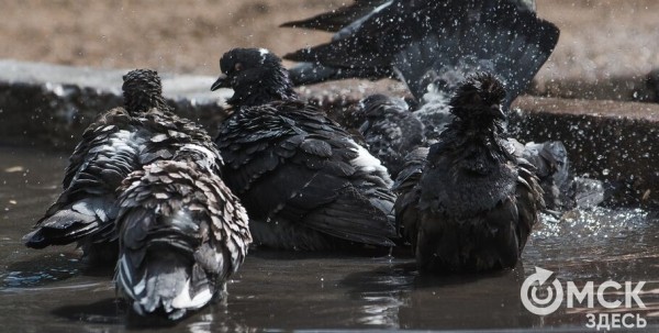 В Омске до августа будет прохладно и дождливо
