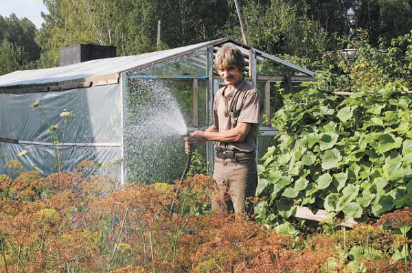 «Берёзка» просит полива. Дачники считают сезон провальным