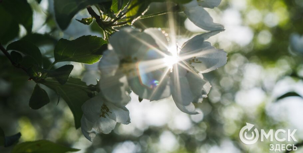В ближайшие дни жара в Омске усилится
