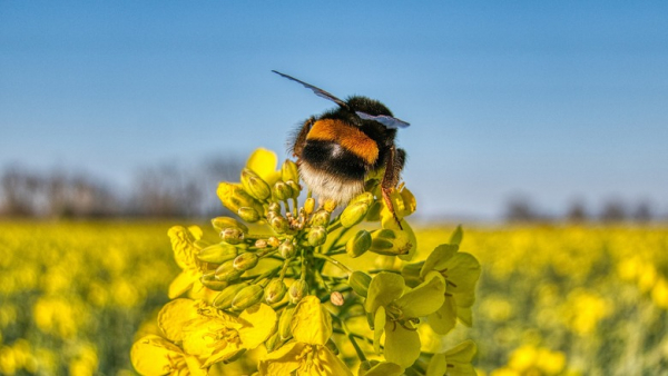 Горький мед. Почему миллионы омских пчел травят запрещенными в Европе химикатами 
