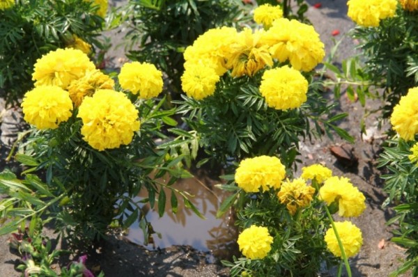 Чистота и порядок. Городские службы Омска полили цветы и очистили дороги