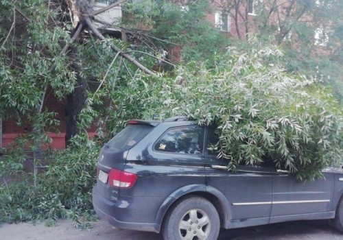 На депутата Гомолко чуть не упало дерево — пострадал только автомобиль
