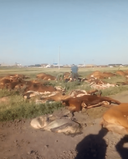 Почти сто коров пали от отравленной воды в омском селе