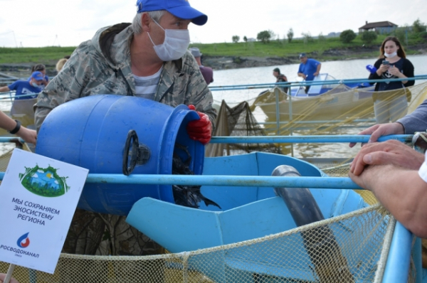 «Росводоканал Омск» организовал на Иртыше «выпускной» для мальков осётра