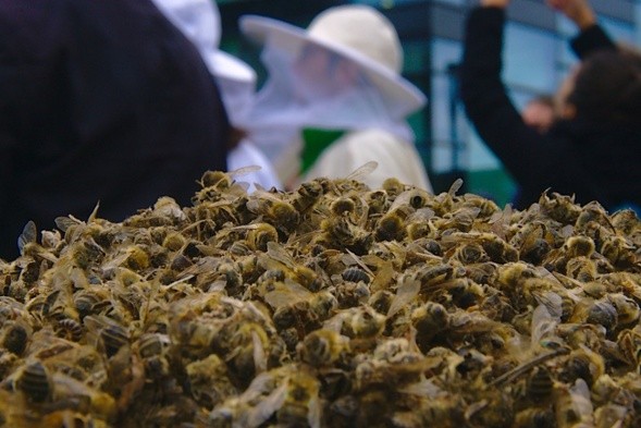 Горький мед. Почему миллионы омских пчел травят запрещенными в Европе химикатами 