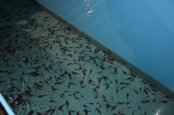 «Росводоканал Омск» организовал на Иртыше «выпускной» для мальков осётра