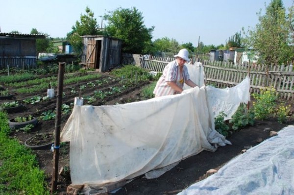 «Берёзка» просит полива. Дачники считают сезон провальным