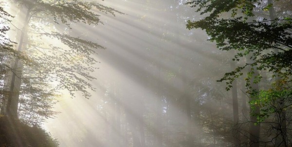 На Омскую область надвигаются туманы и жара На Омскую область надвигаются туманы и жара