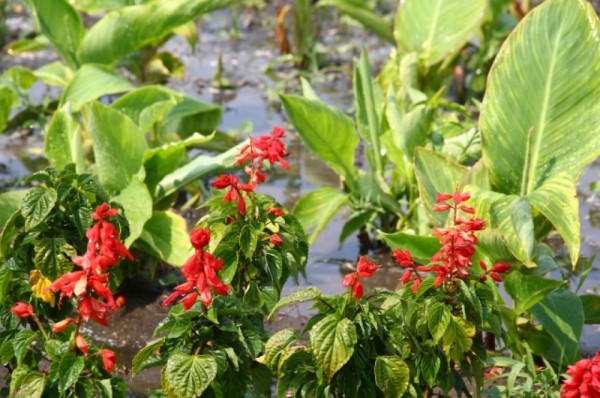 Чистота и порядок. Городские службы Омска полили цветы и очистили дороги