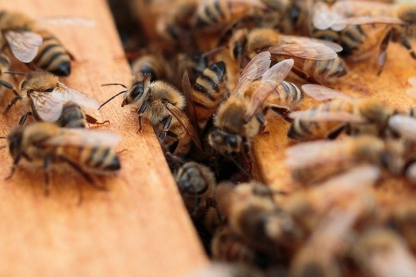 Горький мед. Почему миллионы омских пчел травят запрещенными в Европе химикатами 