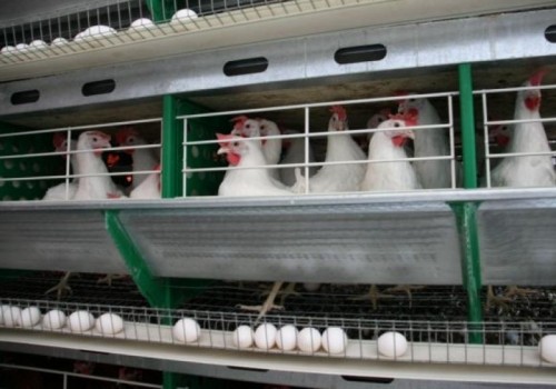 В Омской области введен запрет на осеннюю охоту, причина — птичий грипп