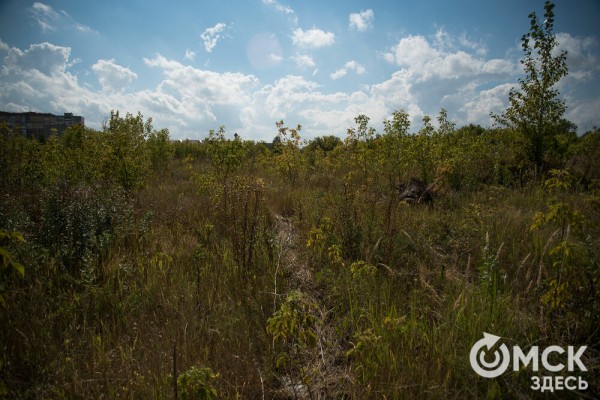 Омичам рассказали, как планируют изменить облик дендросада им. Гензе