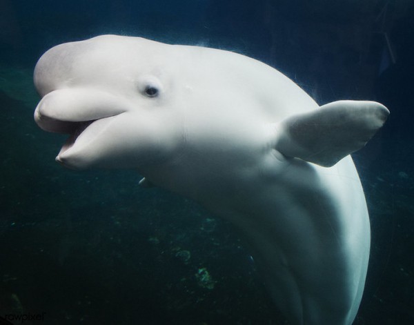 Ужасающий вид: в ЯНАО нашли пятиметровый скелет неизвестного животного