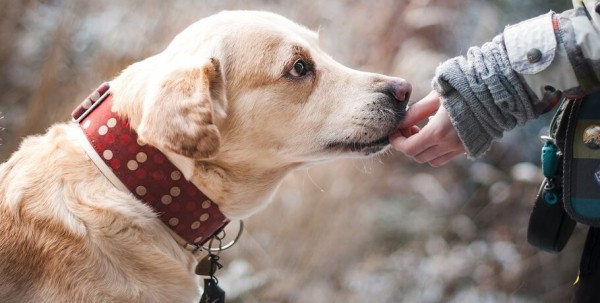 В Омской области сосед застрелил собаку на глазах у детей