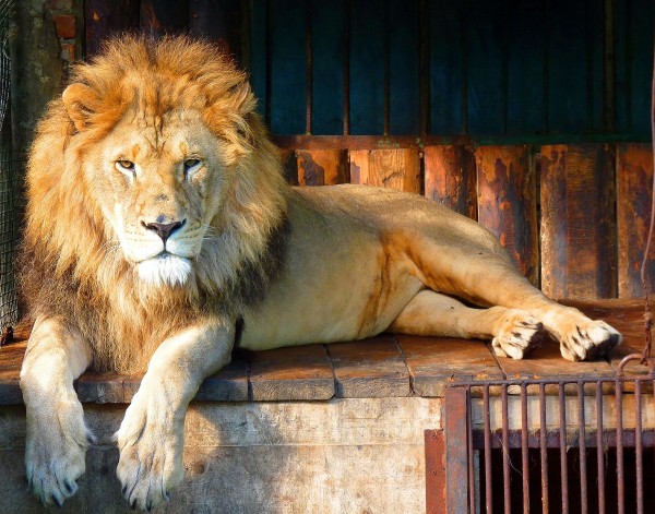 Чеснок и лук для обезьян. Рассказываем о жизни Большереченского зоопарка