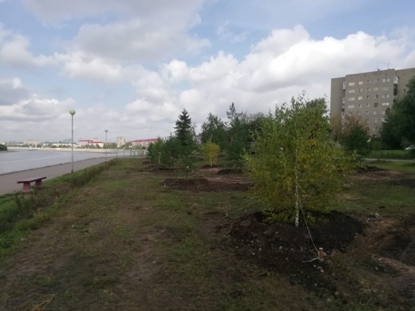 Новые деревья украсили Иртышскую набережную