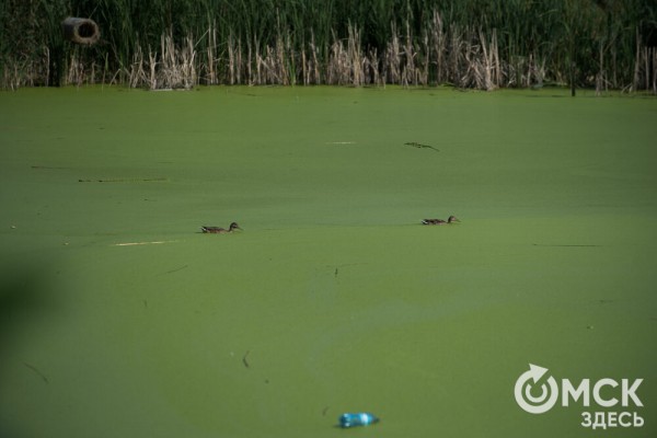 Омичам рассказали, как планируют изменить облик дендросада им. Гензе