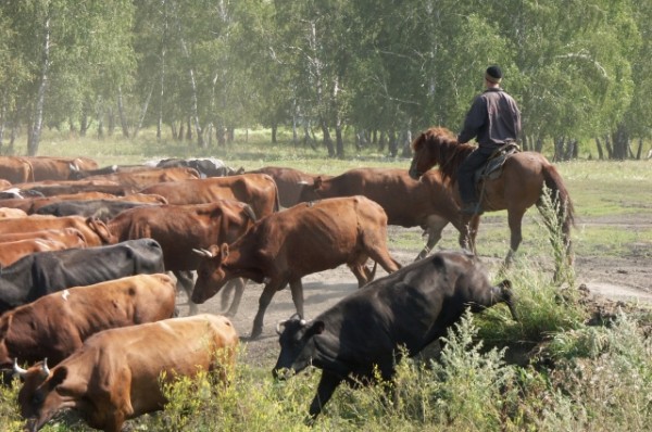 Что за село Кафтанчиково в Томской области?