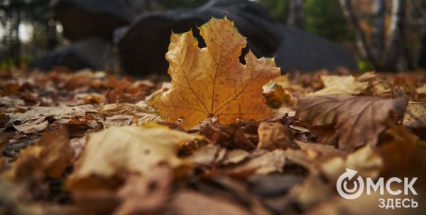 Осень в Омске начнётся с недолгой жары