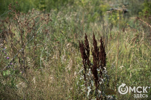 Омичам рассказали, как планируют изменить облик дендросада им. Гензе