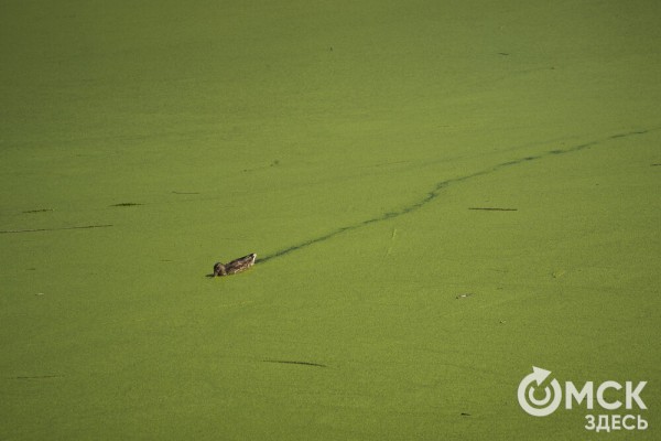 Омичам рассказали, как планируют изменить облик дендросада им. Гензе