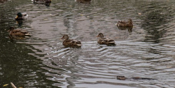 Охотничий сезон начнётся в Омской области несмотря на птичий грипп
